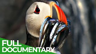 Wildlife Moments - The Funniest Animal Encounters | Part 1 | Free Documentary Nature