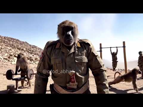 حرب قرود ابها وقرود الطايف