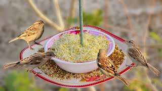 How to make Hanging Bird Feeder at home | Homemade Birds Feeder | DIY Bird Feeder