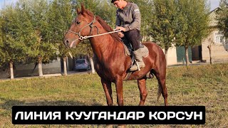 картинка: Урук кууганга ушул ат БАП