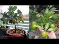 How to air layering citrus tree with cocopeat - Philippine lime , calamonding