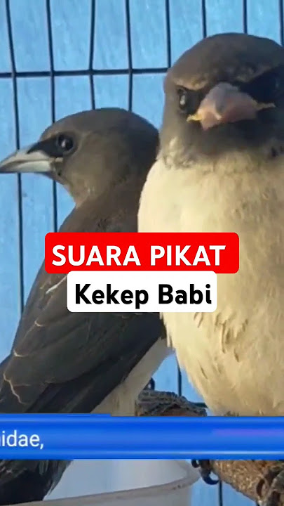 suara pikat kekep babi gacor #pikatkekepbabi #kekepbabi