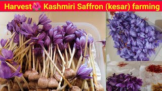 Saffron Flower Harvest: From Petals to Spice ll Ashish Bavaliya ll Subhash Kanetiya ll #kesarfarming