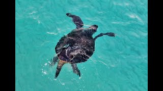 Huge Green turtles (Chelonia mydas) mate on the beach of Ronnas – Drone video –Karpasia, Cyprus 2023 by George konstantinou - Cyprus Wildlife tours 211 views 10 months ago 19 minutes