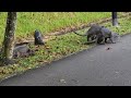 Frisky Otters Along a Canal in Singapore