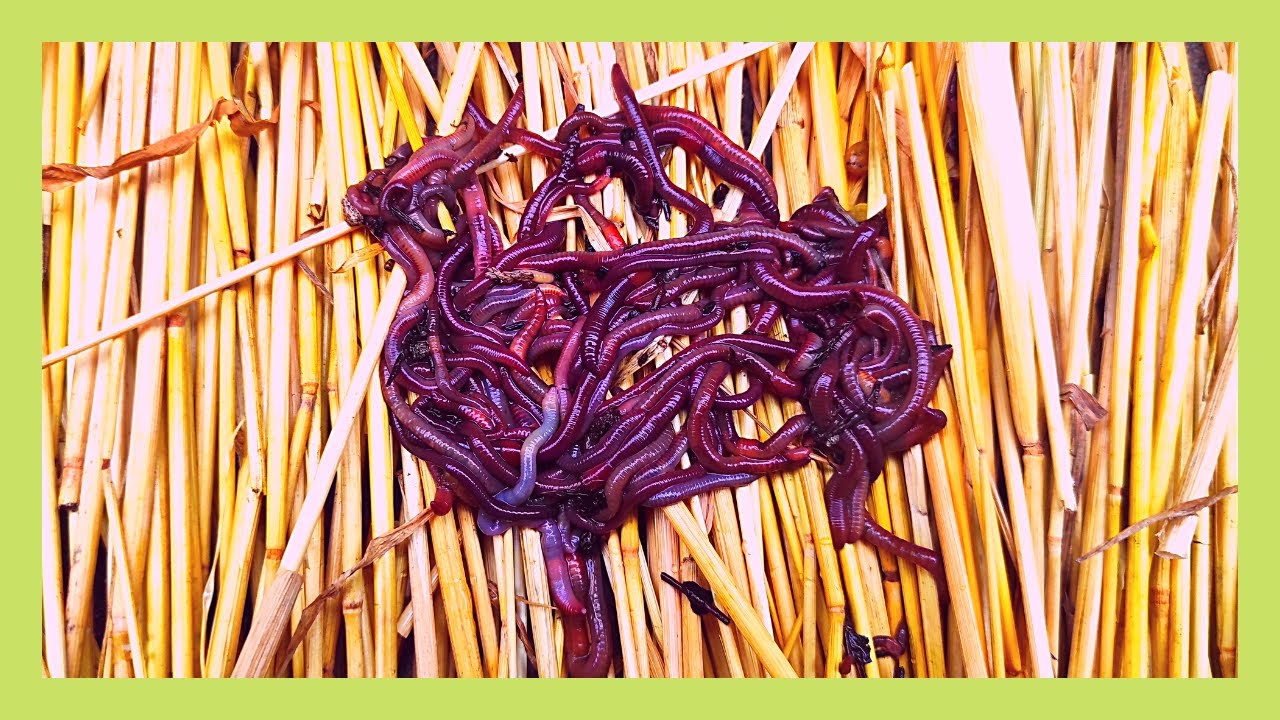 Hodowla Czerwonych Robaków | darmowy towar do łowienia ryb