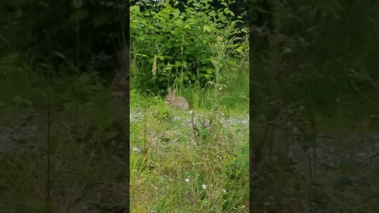 Wild rabbits 
