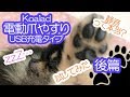Koalad電動爪やすりを試用しても眠るポメラニアン犬（後篇）【はなポメ#478】