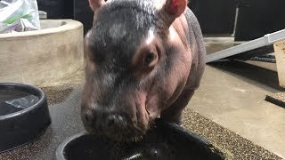 Hippo Fiona Matchmaking (Fiona Show S3 Ep 6)  Cincinnati Zoo