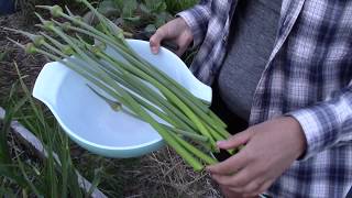 How To Make Garlic Scape Pesto