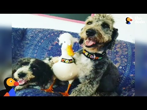 Video: „Pet Scoop“: šuo priima našlaičius „Tornado“šuniukus, ančių šeimos persikelia į ligoninę