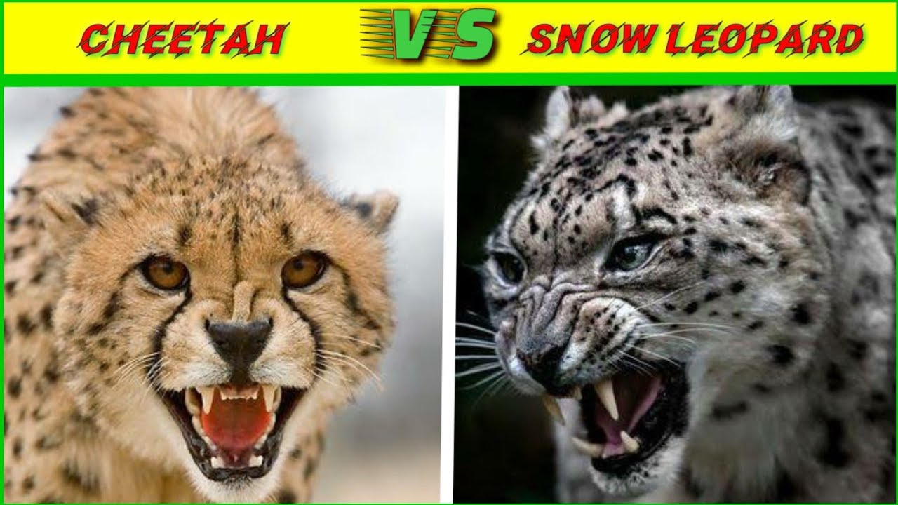 Cheetah vs snow leopard who will win?/cheetah and snow leopard size