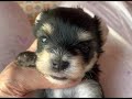 ヨーキー、マルチーズミックス犬女の子