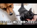 ひたすら足にしがみついてお散歩について行こうとする子猫