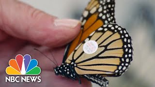 Monarch Butterflies, Internet Anniversary, And Snowball Ban | NBC News For Universal Kids