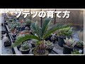 ソテツの育て方と魅力を徹底解説【 金環ソテツ】