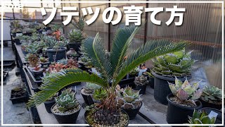 ソテツの育て方と魅力を徹底解説【 金環ソテツ】 - YouTube