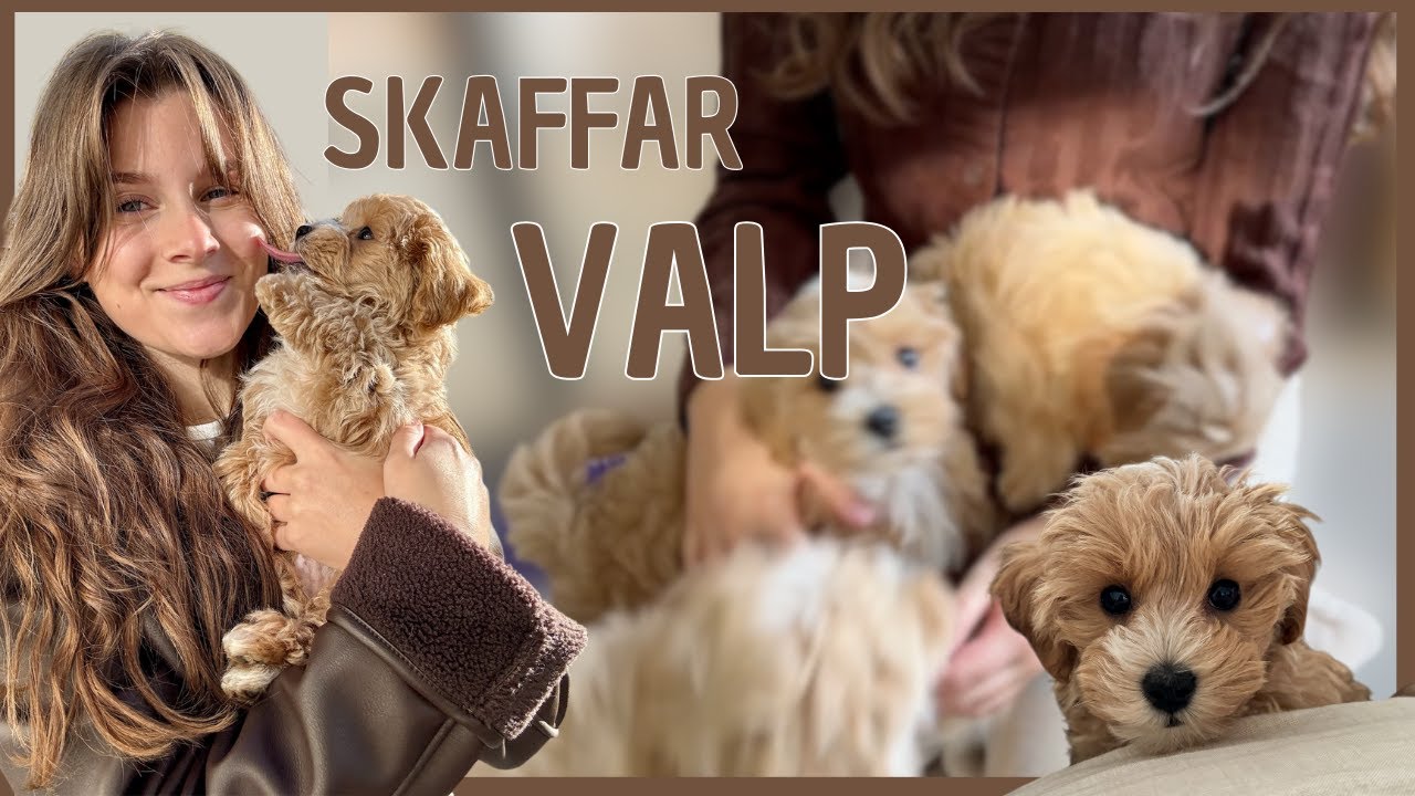Jag Har Köpt Hundvalp | Förberedelser & Hämtning Av Valpis