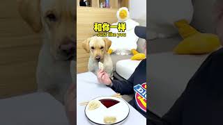 【旺仔很忙🐶Wangzai Is Busy】为啥这狗子吃个东西这么讲究He Has A High Standard For Food.