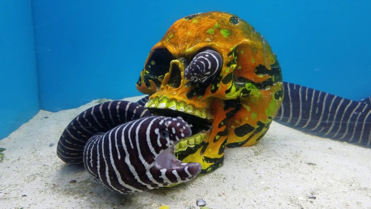 Zebra Eels at Pet World YouTube
