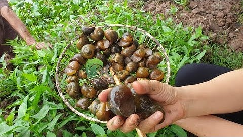 Phương pháp dưỡng Ốc Bươu Đen trong thùng xốp/ bể nhựa hoặc bể composite