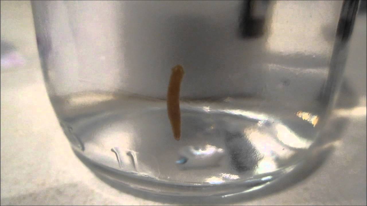 Planaria