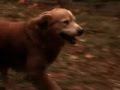 Homeward bound emotional ending try not crying or tearing up