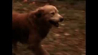 Homeward Bound Emotional Ending (Try Not Crying or Tearing Up.)