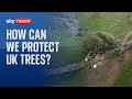 How do we protect Britain&#39;s trees?