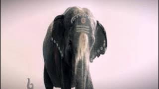 MBC BOLLYWOOD - غنية بالألوان