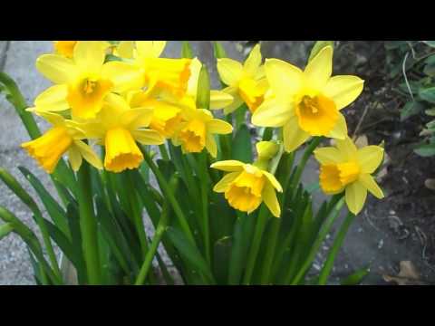 Osterglocke (Narcissus pseudonarcissus) - Anbau- und Pflegetipp´s vom Gärtner für den eigenen Garten