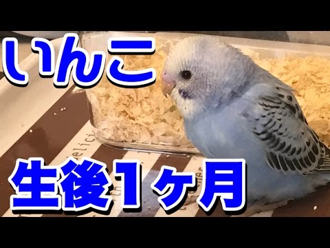 セキセイインコ雛生後一ヶ月青オパーリンバイオレット Baby Budgie Youtube