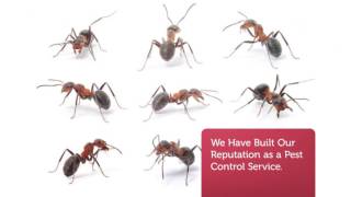 OCP Termite & Pest Control Service in Oxnard