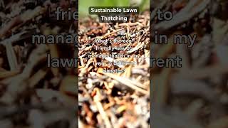 Green Thatching: Sustainable Practices for a Lush, Healthy Lawn
