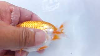 DSCF1106