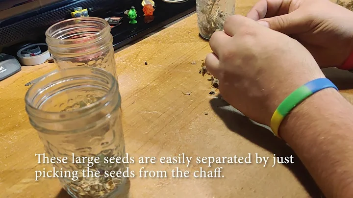 How to Collect and Prep Seeds for Saving