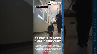 CBP dog makes full recovery
