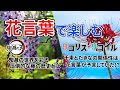 【リコリコ/鬼滅】千束とたきなの関係性は花言葉が予言していた！？/鬼滅の世界を彩る圧倒的な藤の歴史とは【花言葉④】