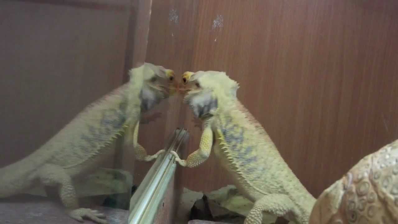 Dancing Bearded Dragon - YouTube
