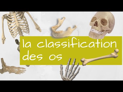 La classification des os