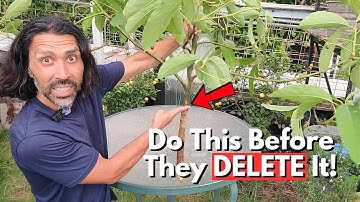 Ik zou aangeklaagd kunnen worden als ik deze truc voor het klonen van fruit deel... en zo doe ik ...