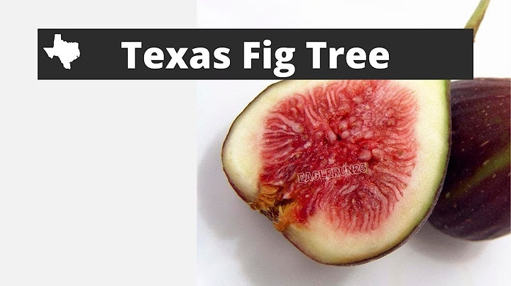 Best fig tree for central texas