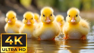 Adorable Baby Animals 4K - Peaceful and Relaxation With Relaxing Piano Music | Helps Calm And Focus