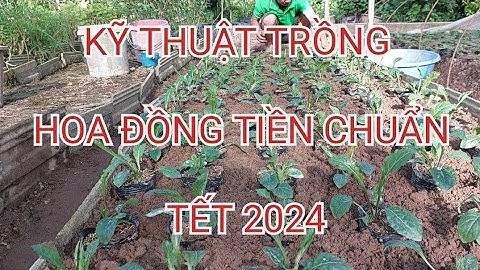 Cách trồng đồng tiền ít nhà vườn tiết lộ | Trồng đồng tiền | Kỹ sư Hảo Hảo