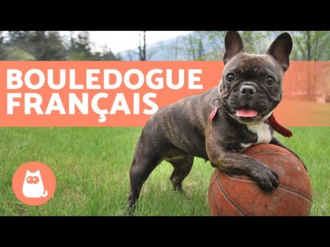 Vidéo: Comment utiliser une laisse de dressage électrique sur un chien : 10 étapes