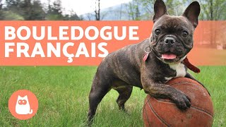 Bouledogue français  Éducation et soins