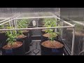 Monster plants and massive yields start in veg how i grow over 3 pounds per light veg day 10