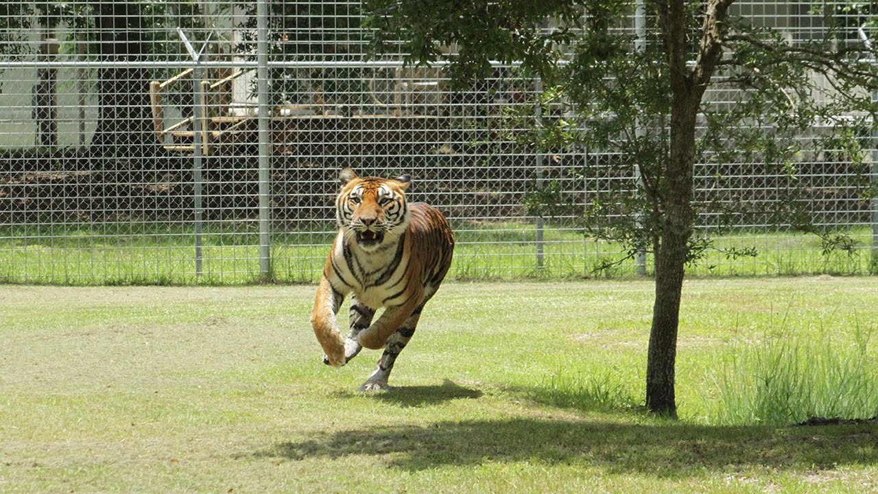 10 Reasons Big Cats Love Vacations