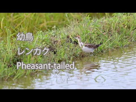 【幼鳥】レンカク Pheasant-tailed