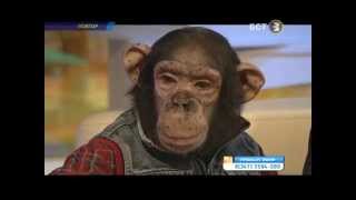 Дрессировщик шимпанзе Мурад Хыдыров в передаче САЛЯМ 05.11.2015